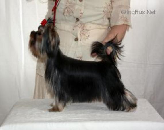 DEULBAR THE BEST IN WORLD — Labaza DogPedigree YorkshireTerrier